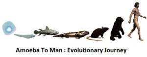 amoeba to man evolution diagram